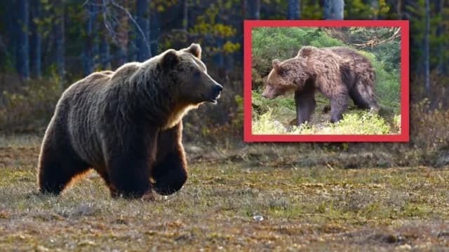 Czy na Babiej Górze są niedźwiedzie? Bezpieczeństwo i porady dla turystów